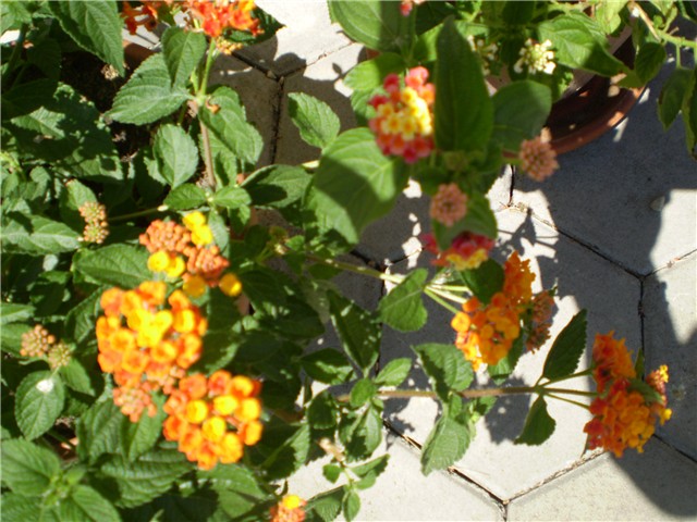 lantana